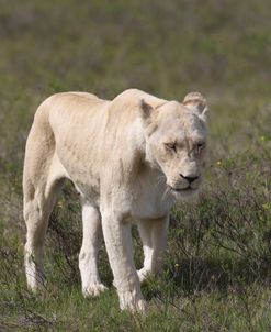 African Lions 063