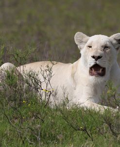 African Lions 064