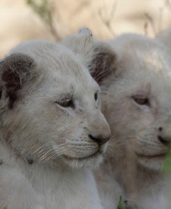 African Lions 058