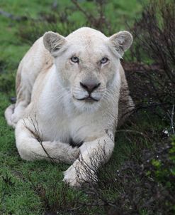 African Lions 072