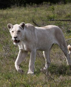 African Lions 073