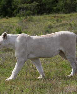 African Lions 074