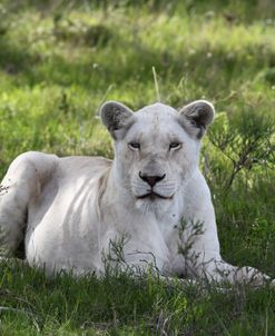 African Lions 075