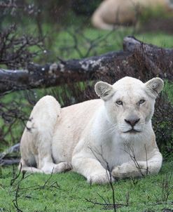 African Lions 076
