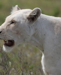 African Lions 068