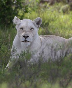 African Lions 069