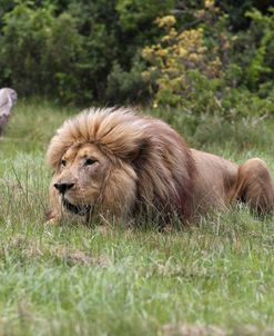 African Lions 084