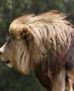 African Lions 086