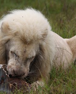 African Lions 080