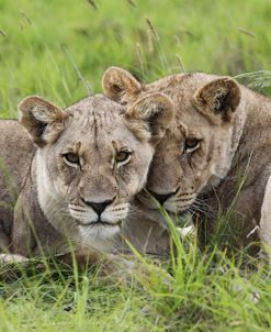 African Lions 091