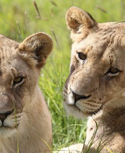 African Lions 092