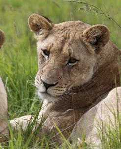 African Lions 093