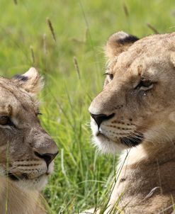 African Lions 094