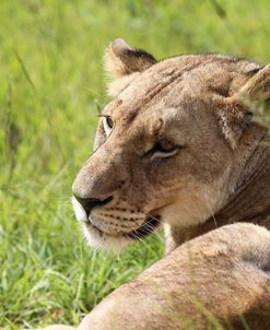African Lions 095