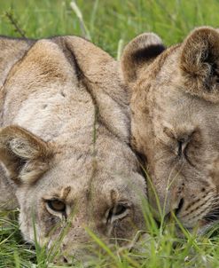 African Lions 096