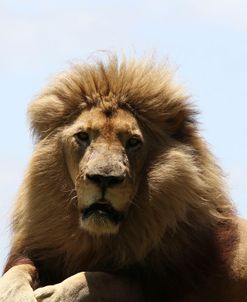 African Lions 088