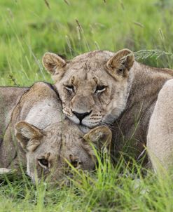 African Lions 089