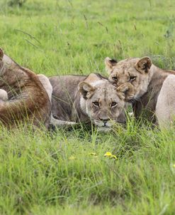 African Lions 090