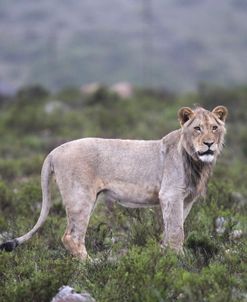 African Lions 102