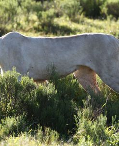 African Lions 103