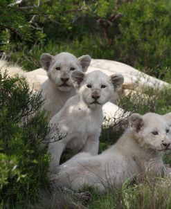 African Lions 104