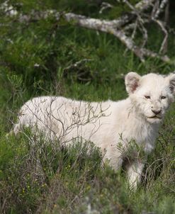 African Lions 106