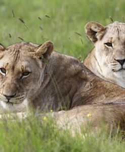 African Lions 097