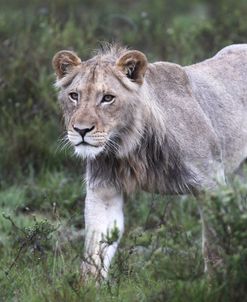 African Lions 099