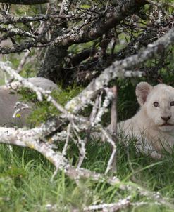 African Lions 112