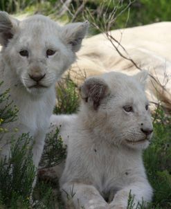 African Lions 124