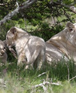 African Lions 118
