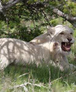 African Lions 120