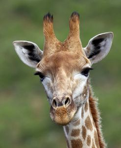 African Giraffes 001