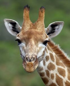African Giraffes 002
