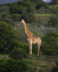 African Giraffes 004