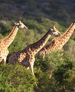 African Giraffes 005