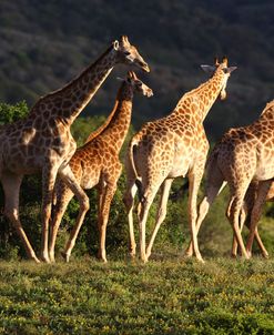 African Giraffes 006
