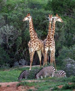 African Giraffes 011