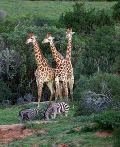 African Giraffes 012