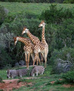 African Giraffes 013