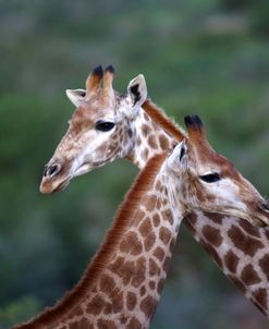 African Giraffes 014