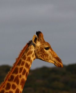 African Giraffes 015