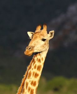 African Giraffes 016