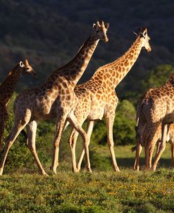 African Giraffes 007