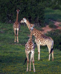 African Giraffes 008