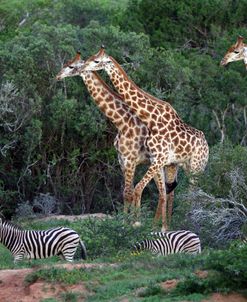 African Giraffes 009