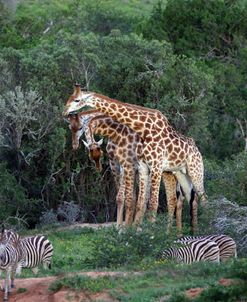 African Giraffes 010