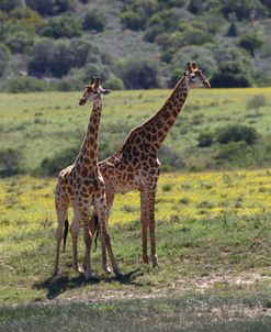 African Giraffes 021