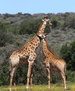 African Giraffes 022