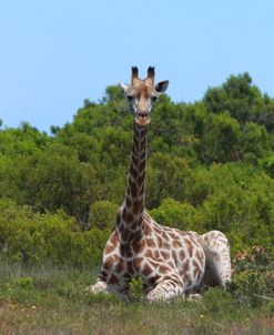 African Giraffes 023